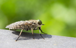 六甲山縦走ハイキング 蜂 でかいハエ 付きまとってくる正体は その違い Furublog