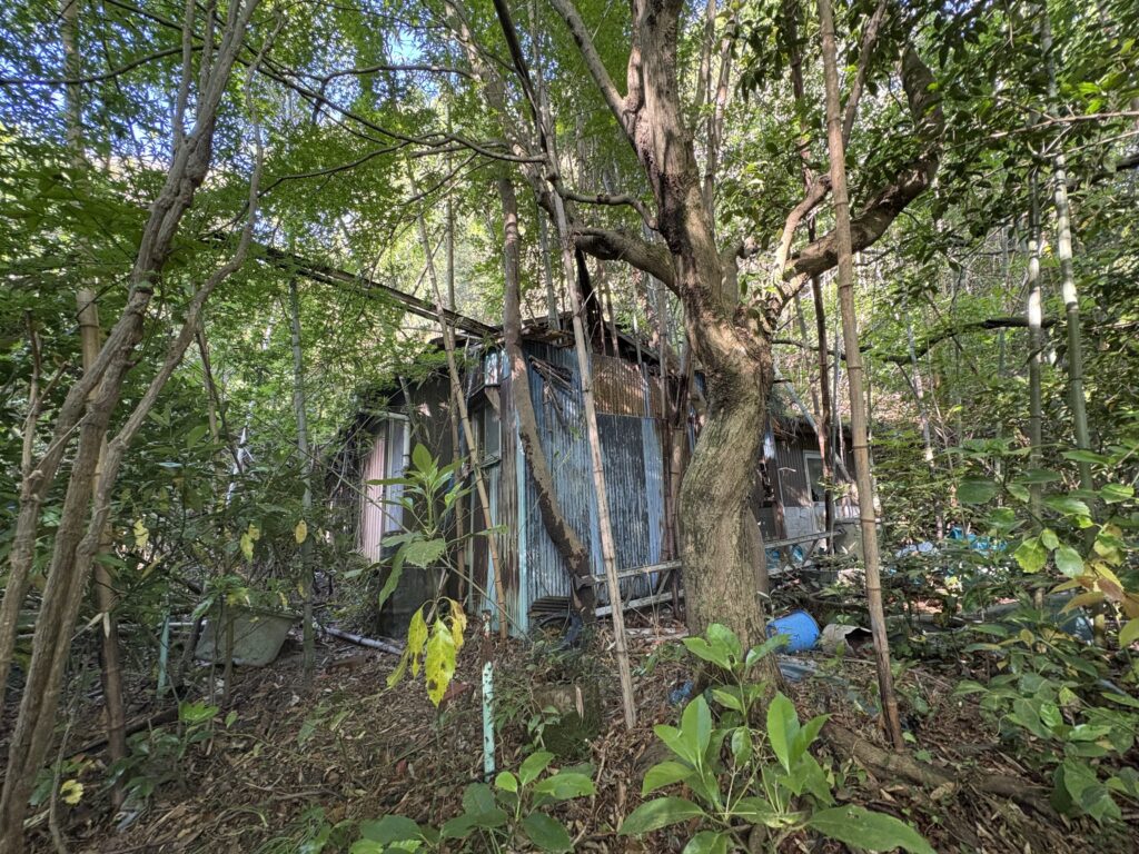 石井川　廃屋　竹　イノシシ