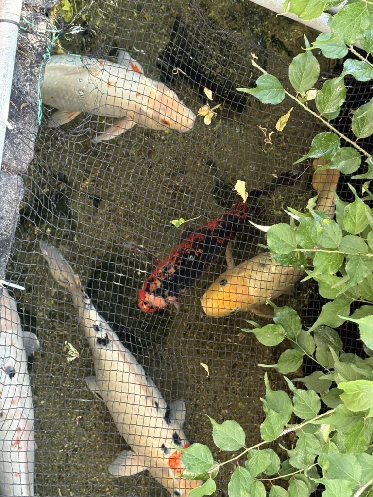 松本せせらぎ水路で確認した錦鯉。高度処理水は都市インフラであると同時に、市民生活に潤いを与える景観にもなっている。