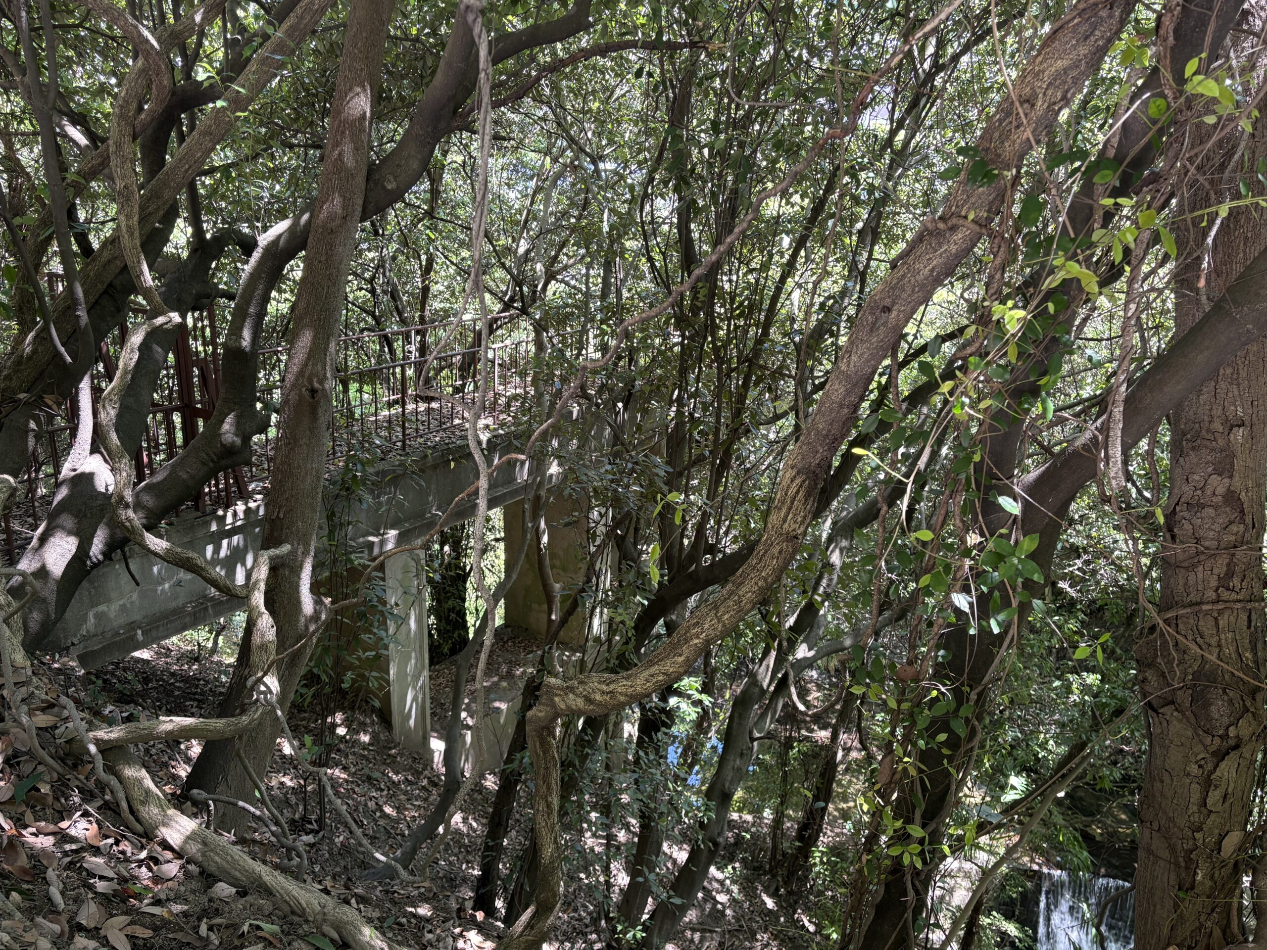 現地確認した天王谷水道橋全景。草木と都市化の中に埋もれながら、文献写真と対応するアーチ構造を残していた。