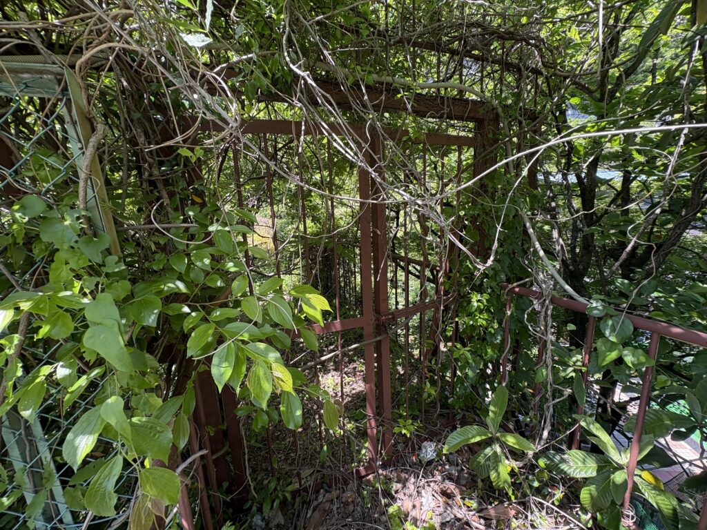 天王谷水道橋の旧有馬道入り口。目の前にきて初めてその入り口が確認できるほど草に追われている。