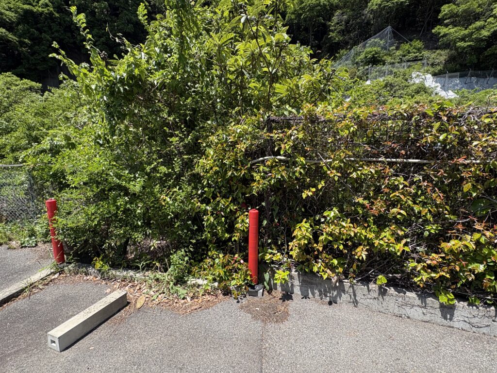 旧有馬街道側のフェンスと植生。橋の存在そのものが極めて把握しにくい。