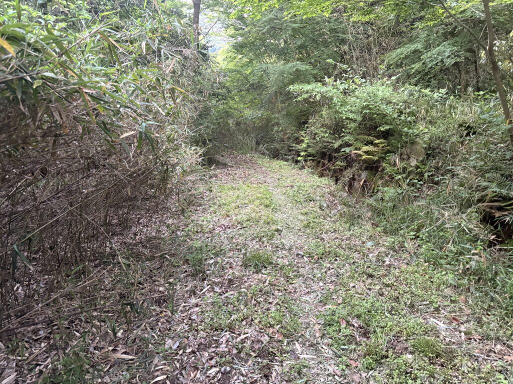 かつて笹藪に覆われていたガンチャン新道入口付近１（六甲全山縦走路側）。現在は草が刈られ、ルートが分かりやすくなっている。
