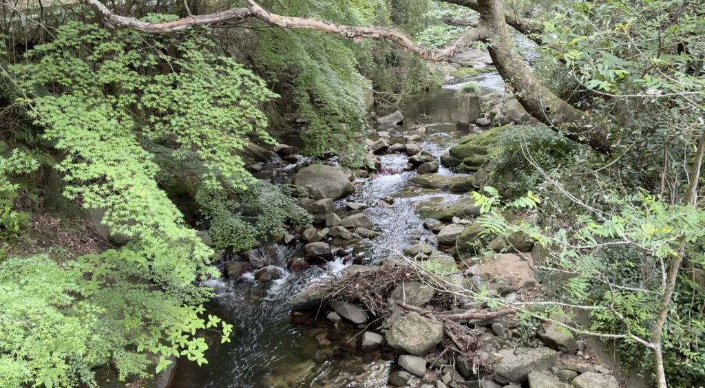 烏原川の清流