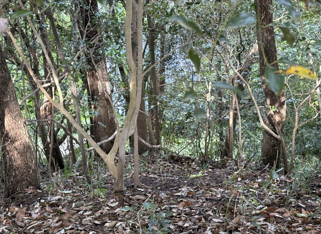 山中から山麓バイパスを上部通過。森林に覆われて見づらくてすいません。
