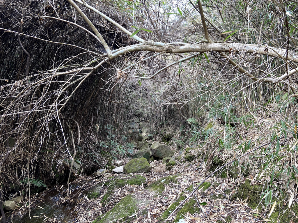 キャプション：木々の枝に覆われた当時のガンチャン新道。現在とは大きく異なる。