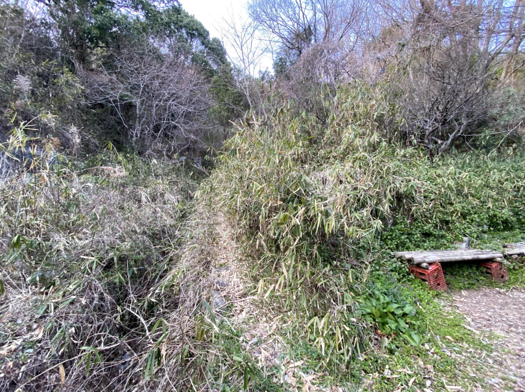 2021年当時、笹藪に覆われていたガンチャン新道入口。初見では入り口すら分かりにくかった。