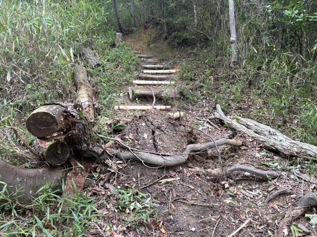 大雨や台風後には、登山道をふさぐ倒木が発生することがある。