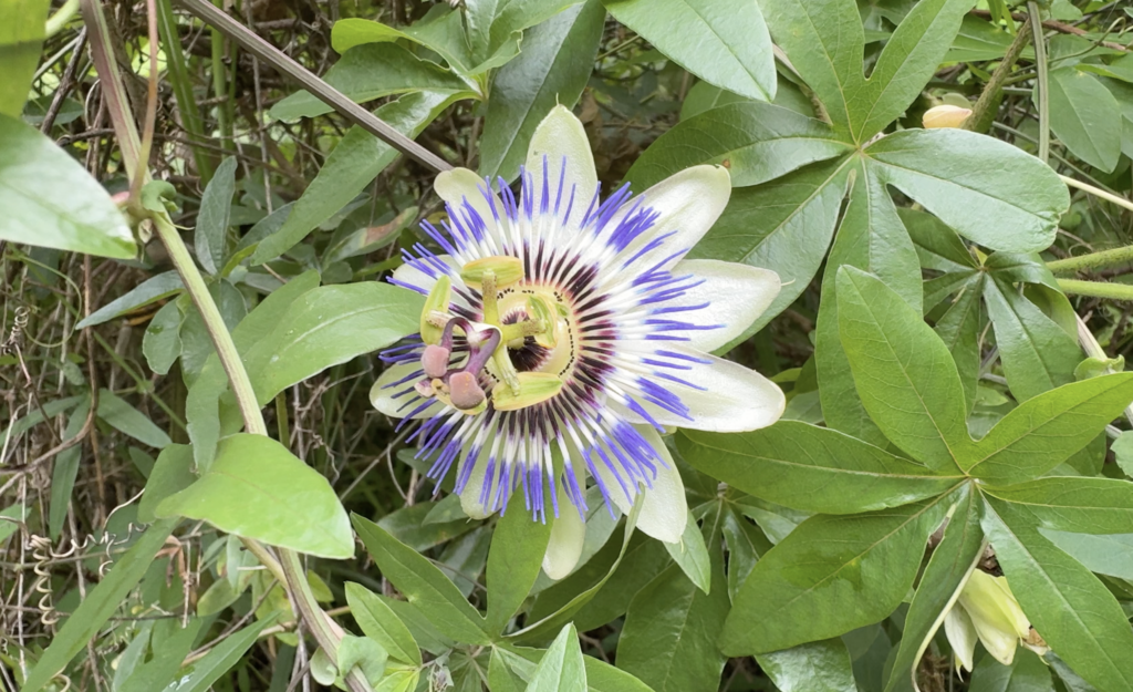 【写真3】時計草
キャプション：山道に咲いていた時計草。草刈り作業の中でも、これから楽しめる花は残されていた。