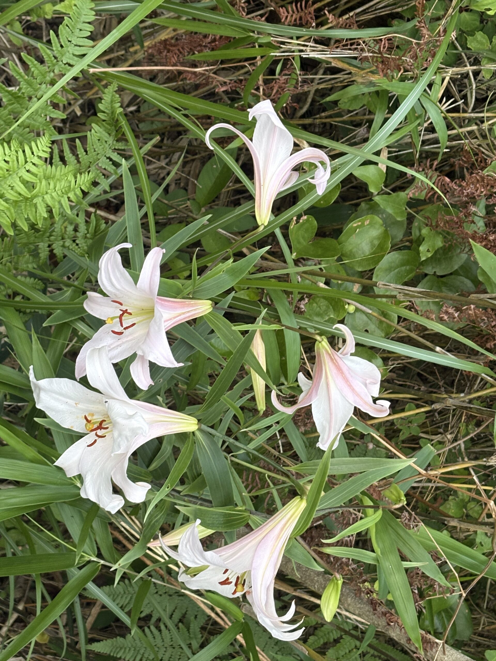 キャプション：六甲全山縦走路で咲いていたササユリ。淡いピンク色が美しい初夏の花です。