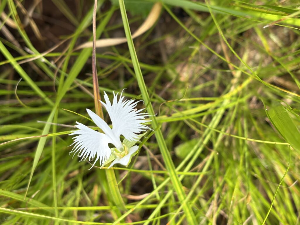 群生するサギソウ