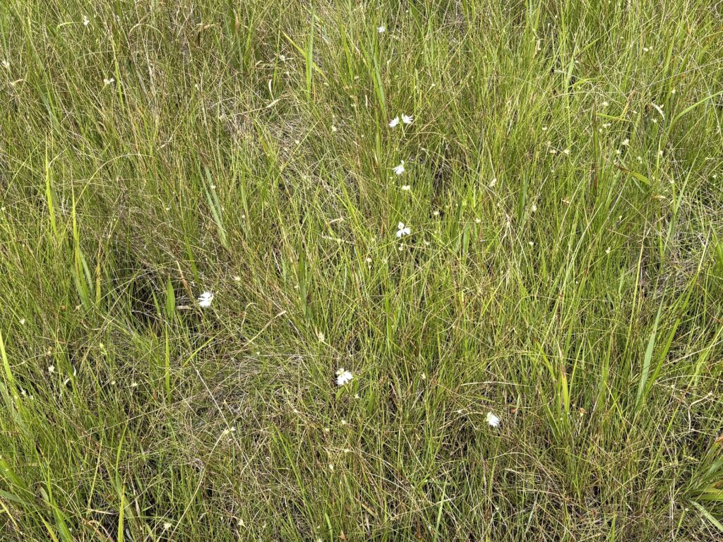 群生するサギソウ